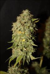 Blue Cheese 4
