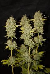 Chemdawg 2