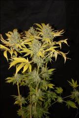 Chemdawg 1