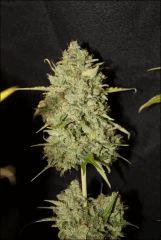 Sour Diesel #2 4