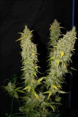 Sour Diesel #3 2