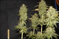 Blue Cheese 5