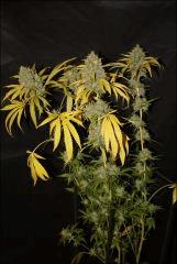 Sour Diesel #2 1