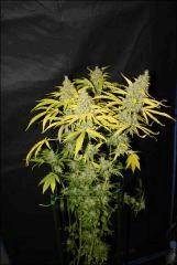 Sour Diesel #3 1