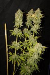 Blue Cheese 3