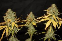 Blue Cheese 2