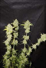 Sour Diesel #2 3