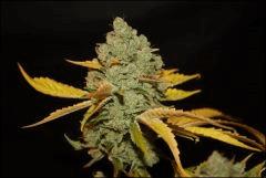 Sour Diesel #1 3