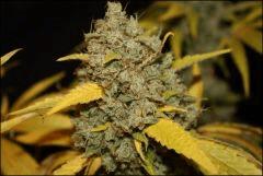 Sour Diesel #2 2