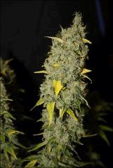 Sour Diesel #3 3