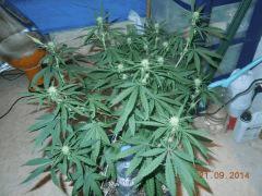 Sour1  21 09 (2)