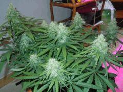 Sour2 14 10