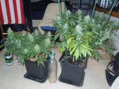 Test Line Philosopher Seeds - Sour Diesel X Agent Orange