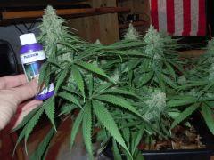 Agent Diesel 2 Bud principal comparatif 20 10