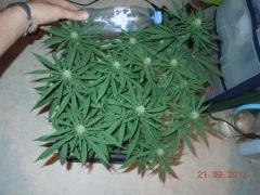 Sour2 21 09