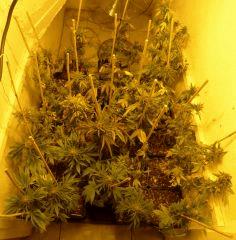 Complet Hps On