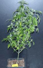 Jack Herer