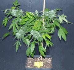 AK 47