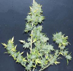 White Russian