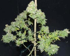AK 47 2