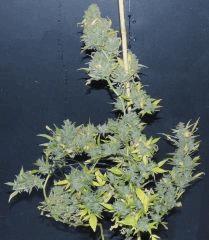 White russian