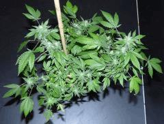 AK47