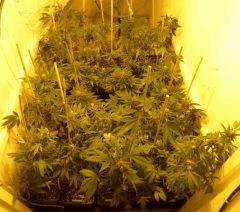complet Hps On