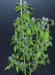 Jack Herer