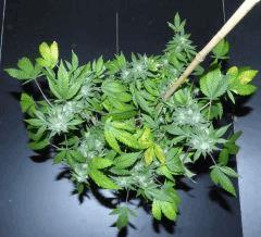 AK 47 dessus