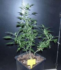 White Russian
