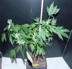 AK47