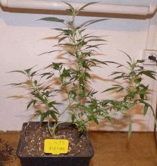 white russian