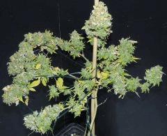 AK 47
