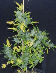 White Russian