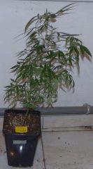 jack herer