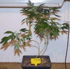 ak47