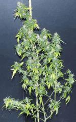 Jack Herer