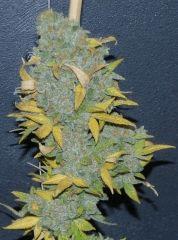 white russian tete