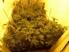 complet Hps On