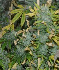 White Russian