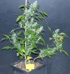 White Russian