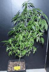 jack herrer