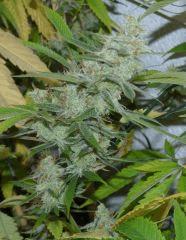 Jack The Ripper
