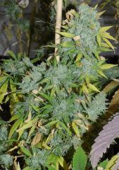 White russian