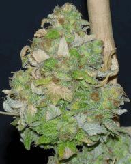 AK 47 tete