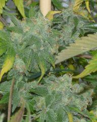 AK 47