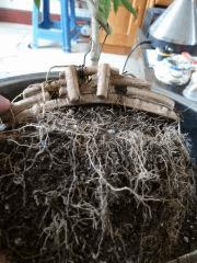 Volume racinaire bonsai