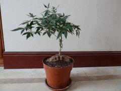 Bonsai