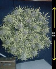 northern light auto greenhouse seeds