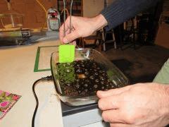 IMG 0371 Cannaweed Redimensioné 2 Mb
